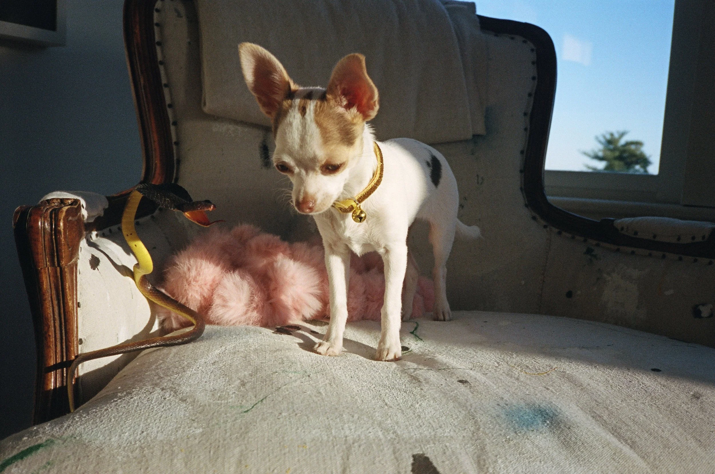  Ciccio 
Inkjet print
20 x 30 in | 51 x 76 cm