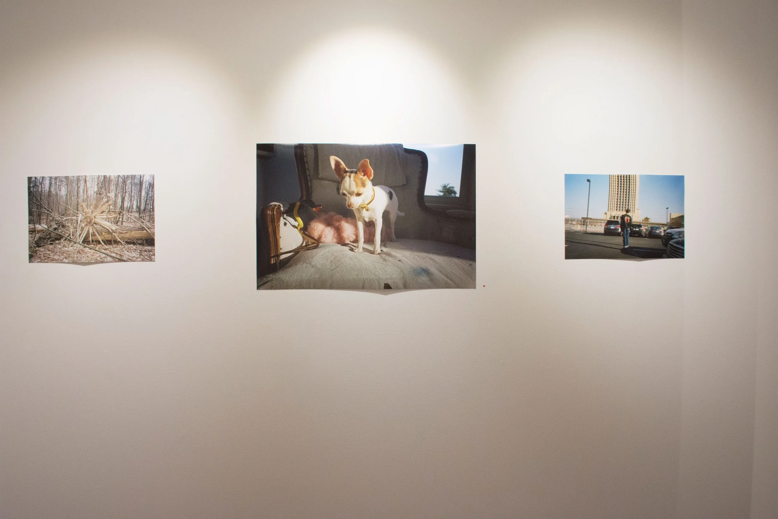 Installation view,  Pooky! , 2016