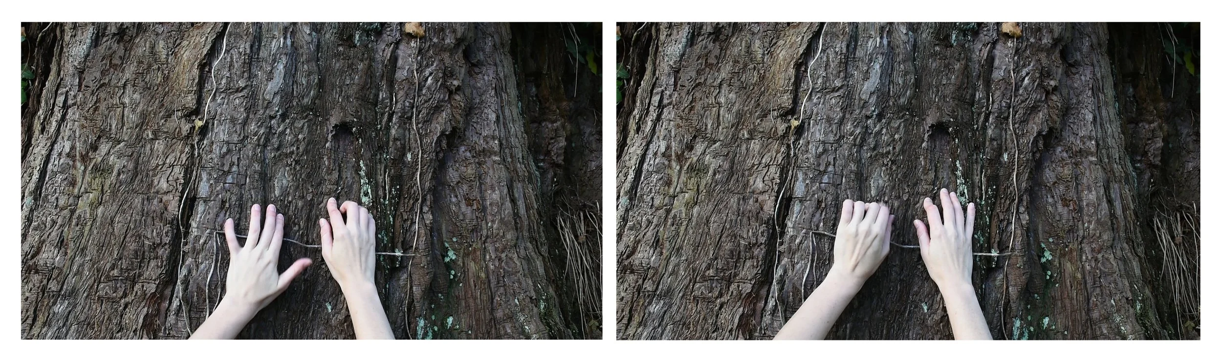 2018_Woodbrey_I_am_a_Tree.jpg