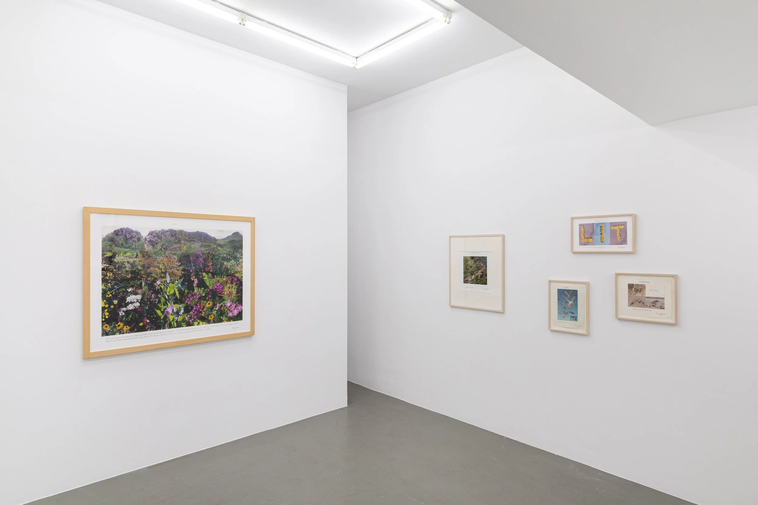 Installation view,  Summer Thrown Ropes , 2025