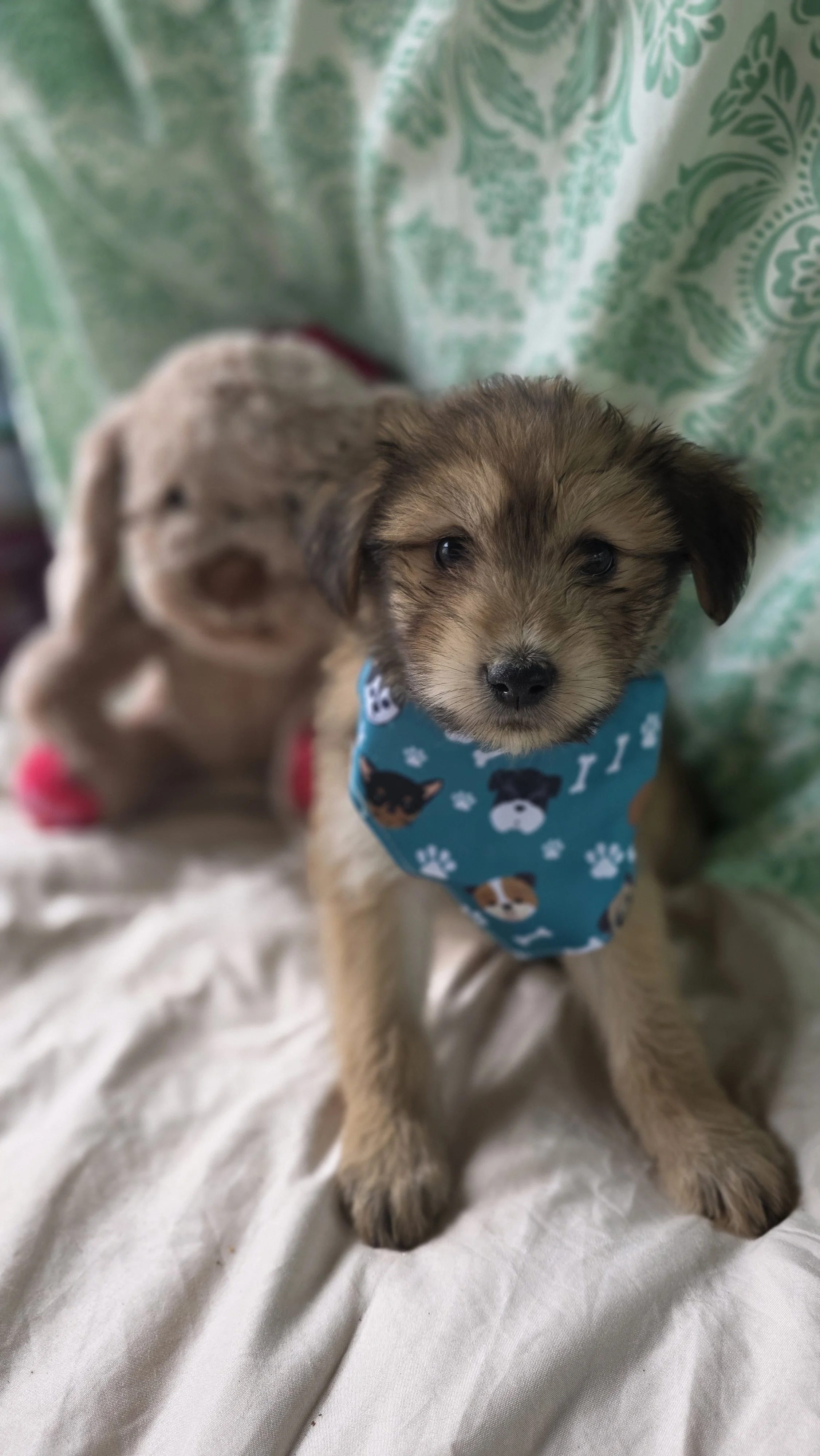 Ember - Female - 10 Weeks - Lab Mix