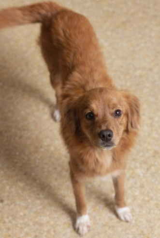 Martina - Female - 1 Year - Terrier Mix