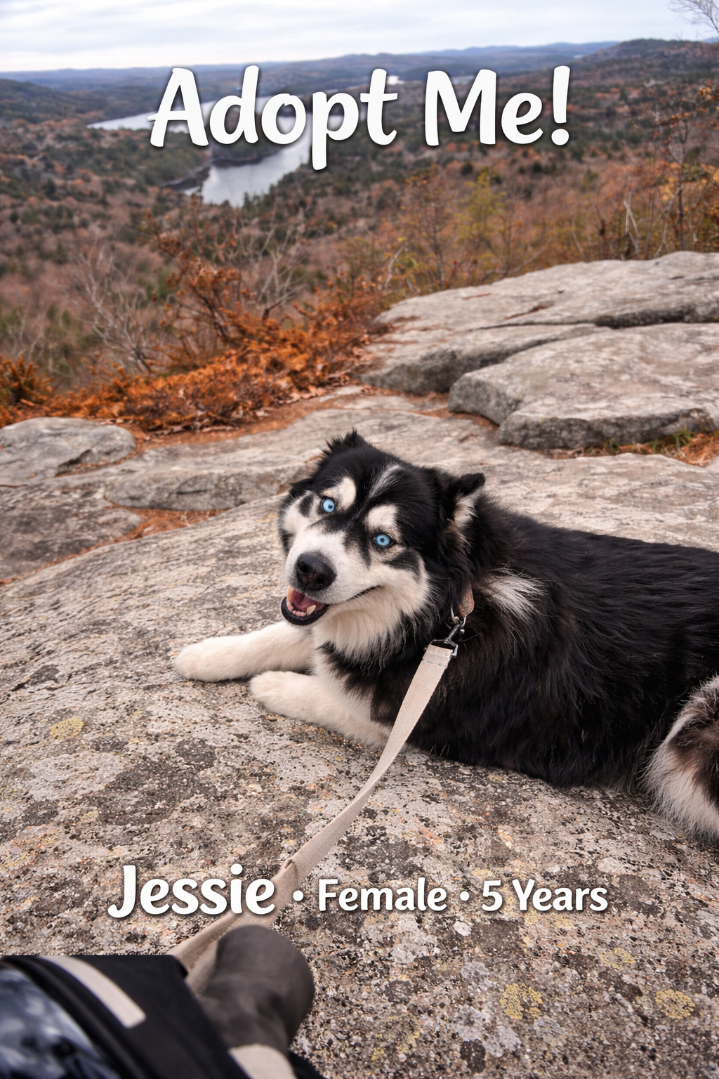Jessie - Female - 5 Years - Husky