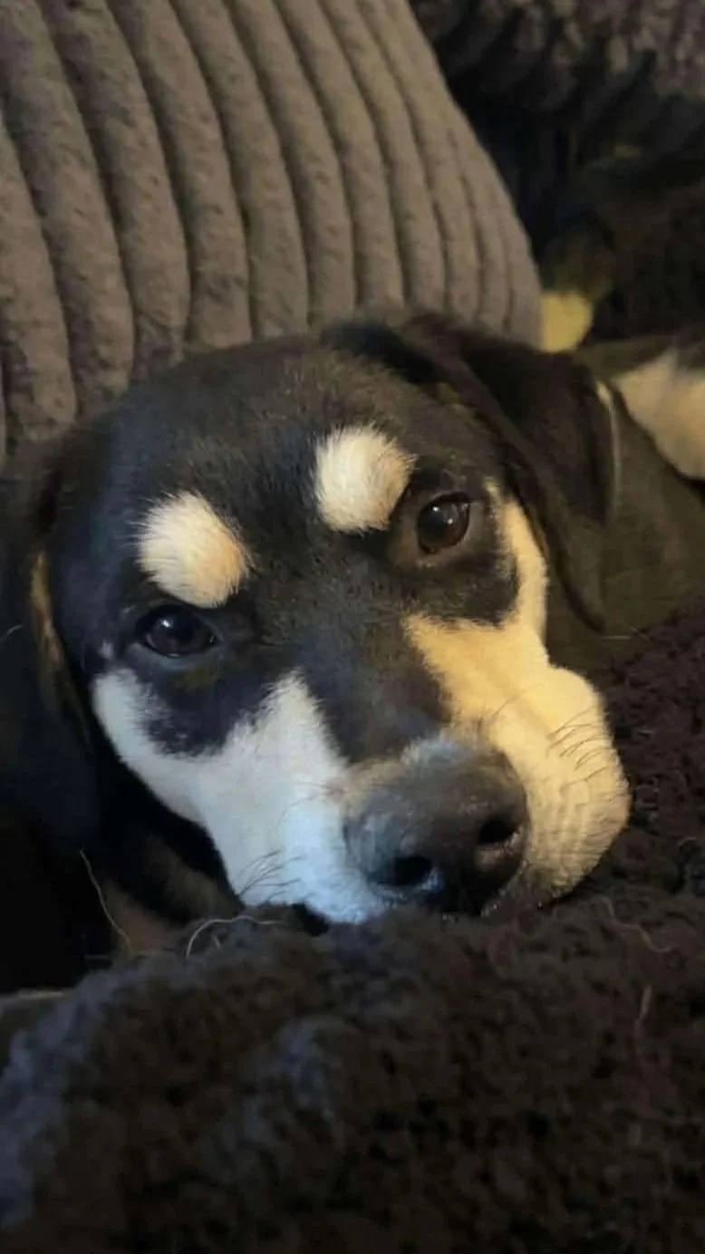 Camden - Male - 5 Months - Shepherd Mix