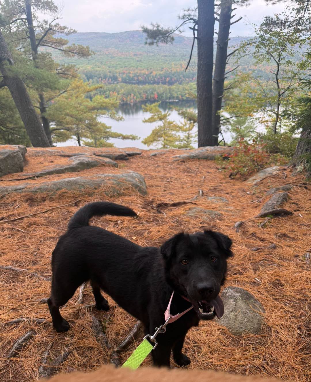Diana - Female - 2 Years - Chow/Lab Mix