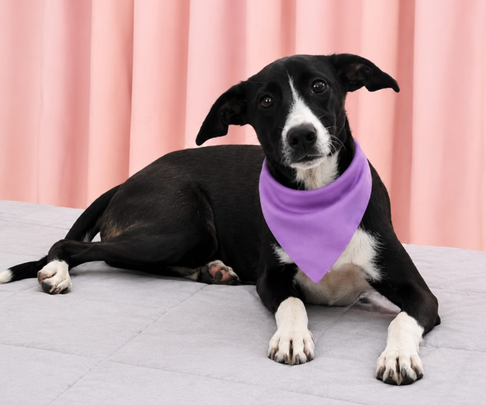 Bogey - Female - 7 Months - Lab Mix