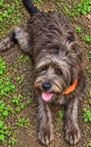 Layla - Female - 6 Months - Doodle Mix