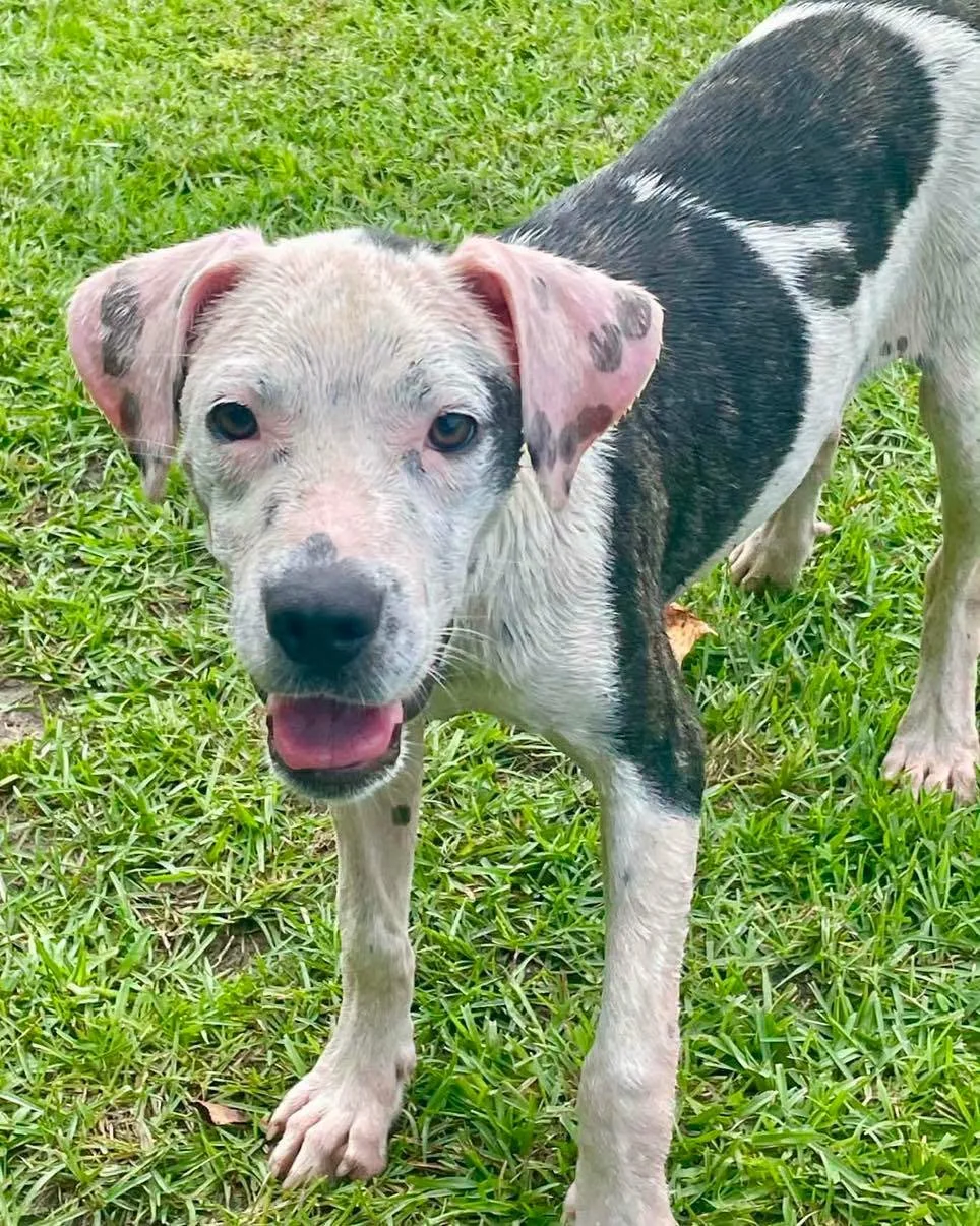 Murray - Male - 1 Year - Staffie Mix