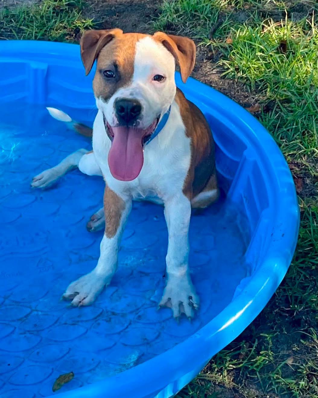 Ace - Male - 7 Months - Bully Mix