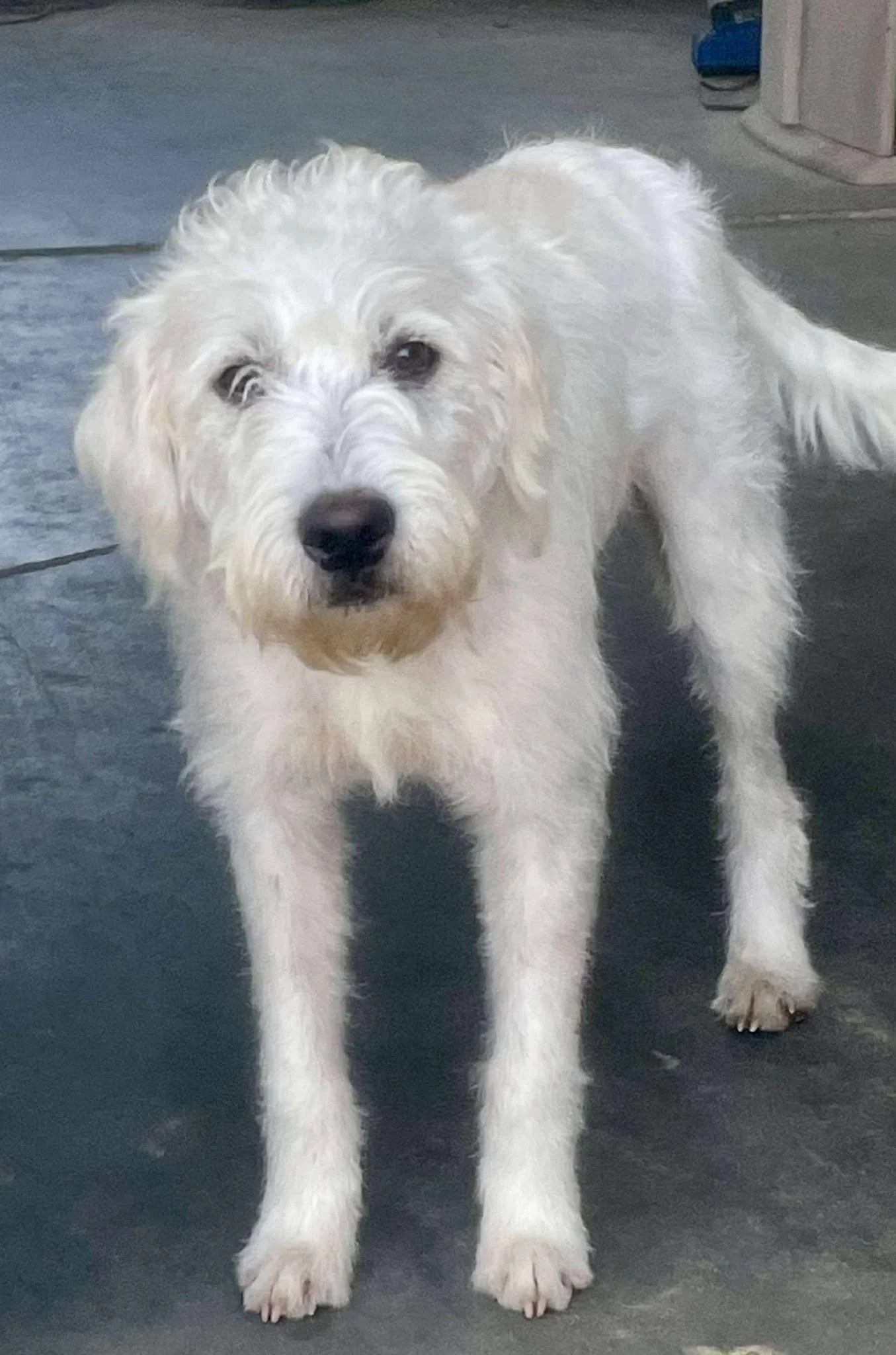 Atlas - Male - 2 Years - Doodle Mix