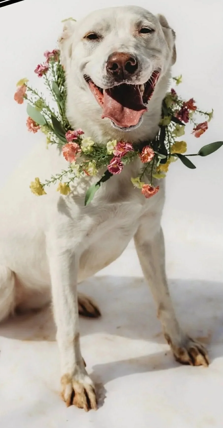 Daisy - Female - 2.5 Years - White Shepherd Mix