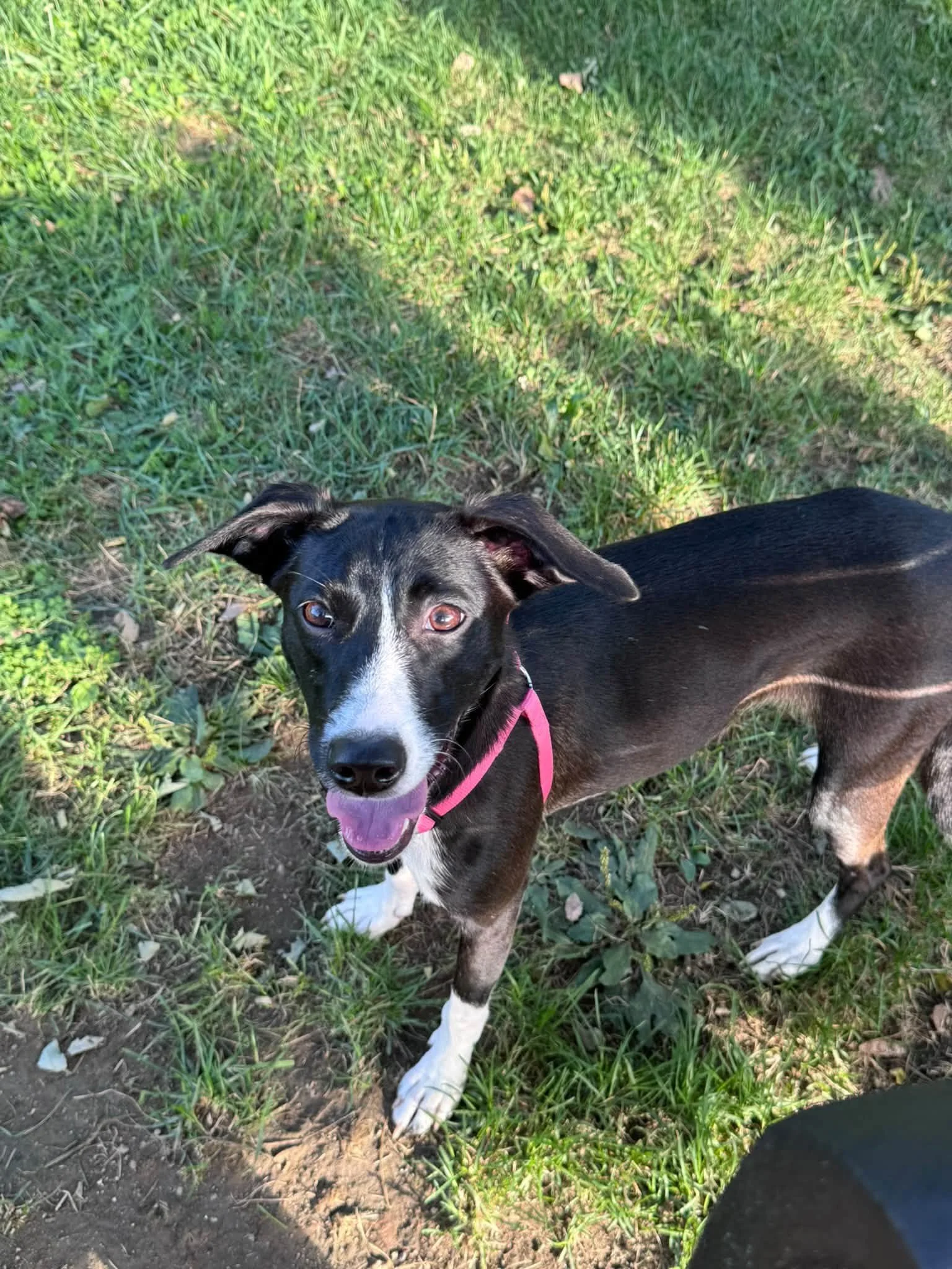 Bogey - Female - 7 Months - Chihuahua Mix