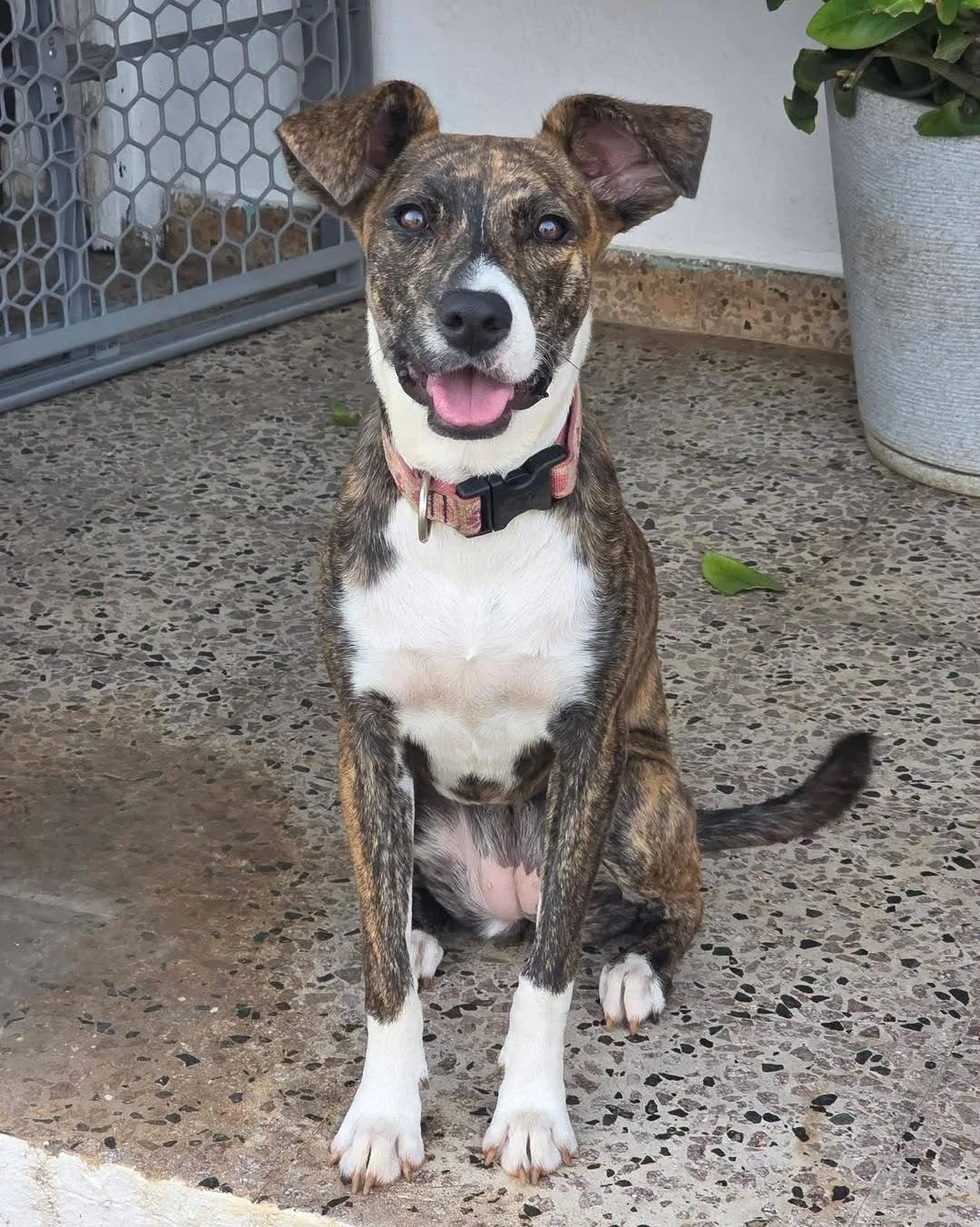Sofia - Female - 5 Months - Hound Mix