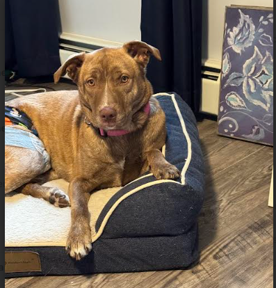 Screenshot 2025-11-17 104719.png