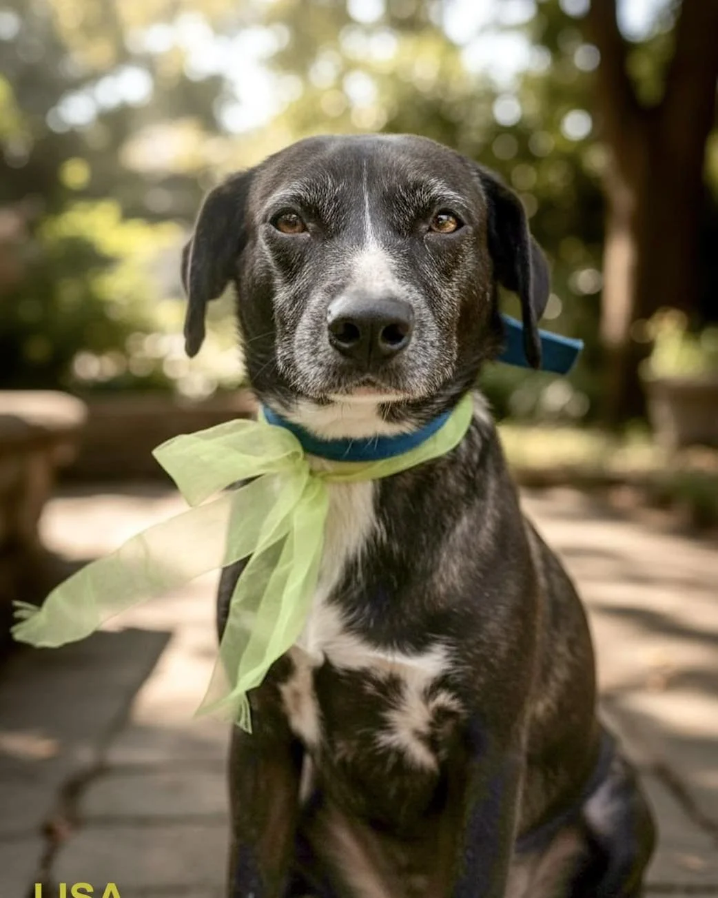 Lisa - Female - 3 Years - Lab Mix