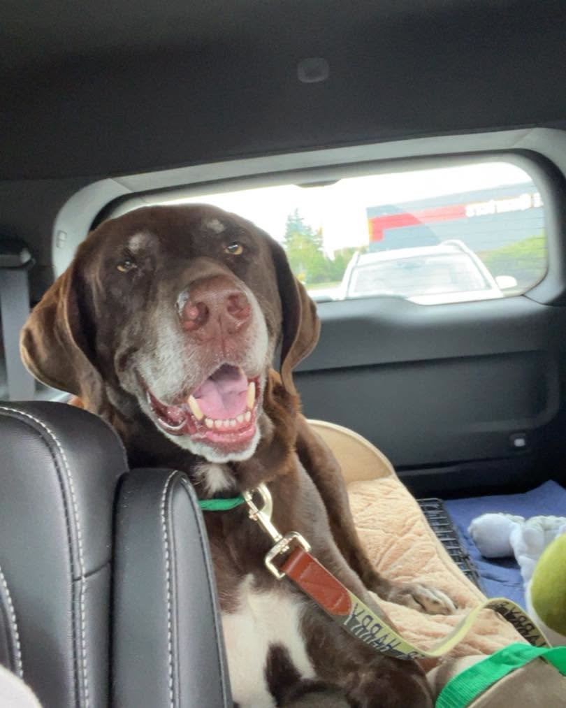 Trax - Male - 7 Years - Lab Mix