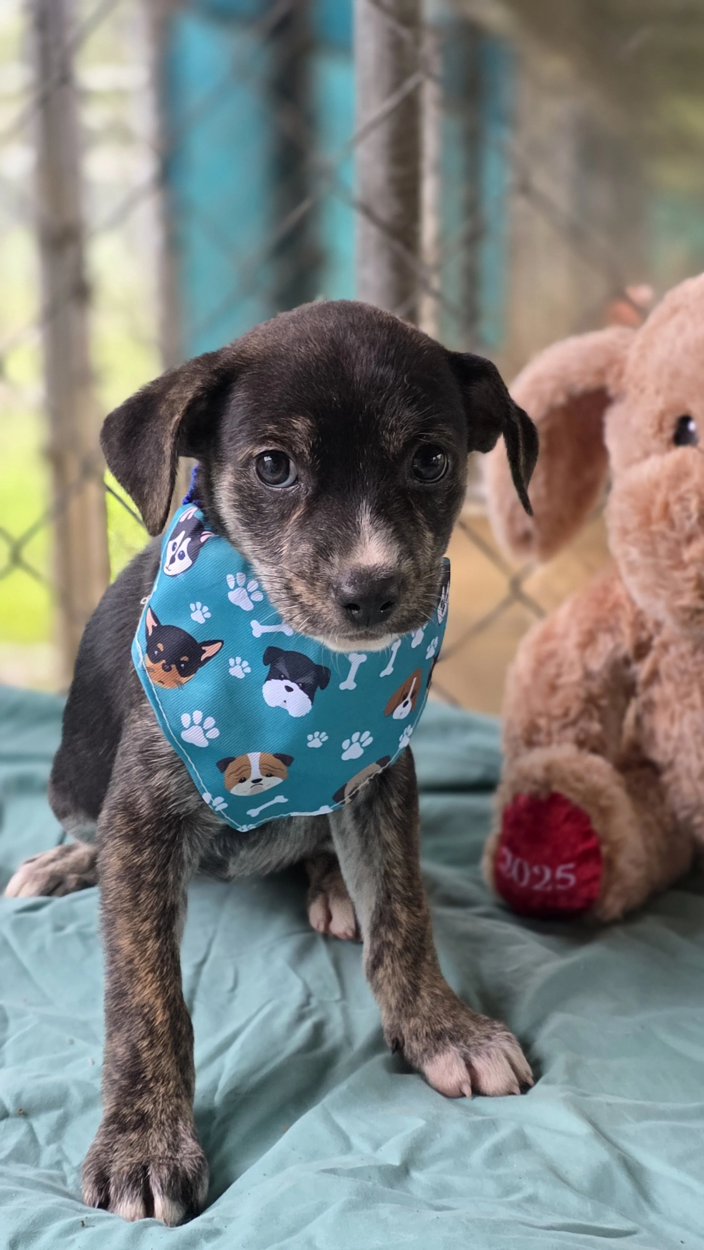 Jane - Female - 10 Weeks - Lab Mix