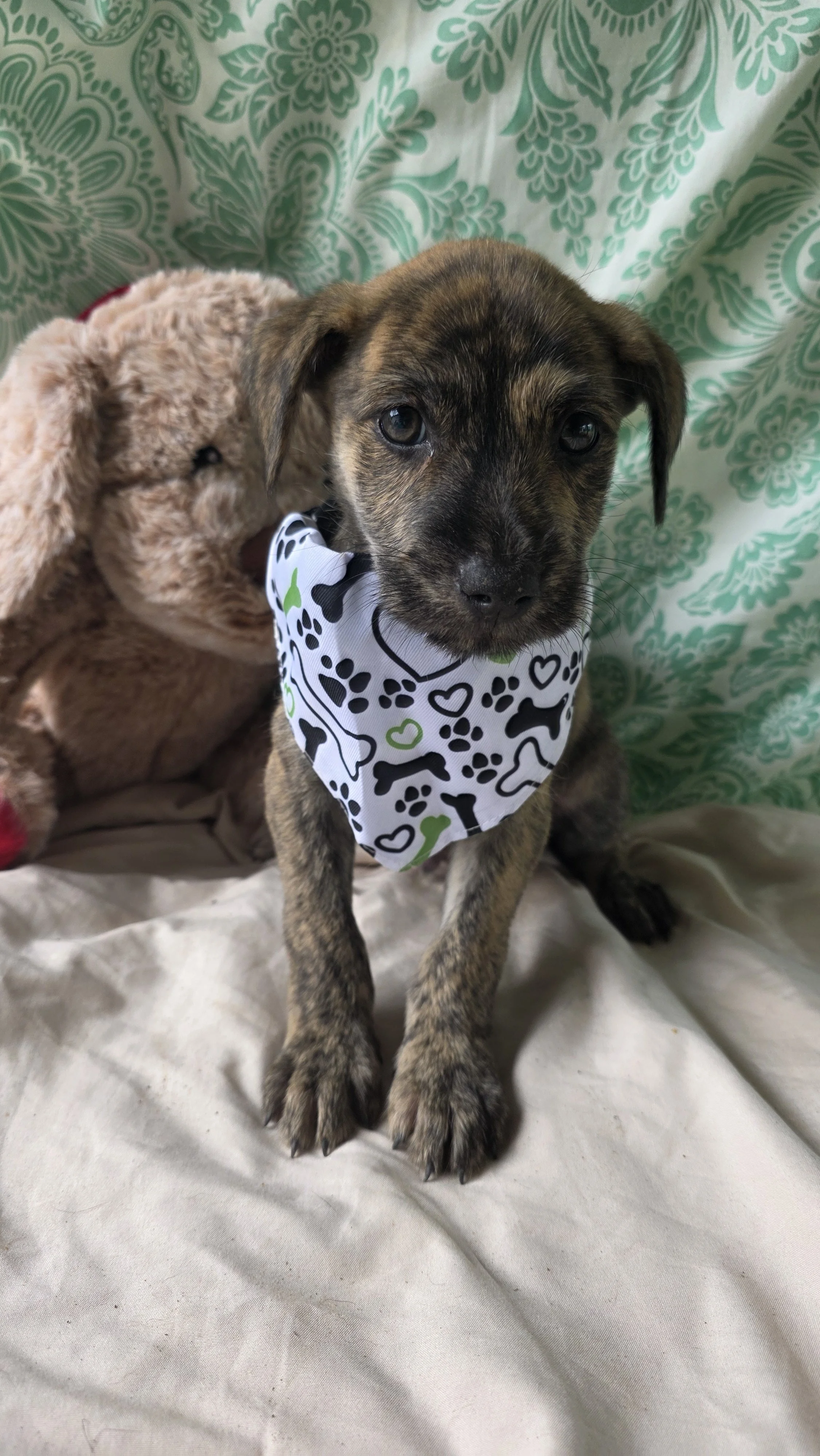 Ziggy - Male - 10 Weeks - Lab Mix