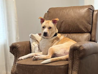 Crumble - Male - 2 Years - Lab/Bully Mix