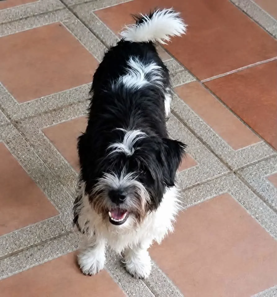 Spade - Male - 2 Years - Shih Tzu Mix