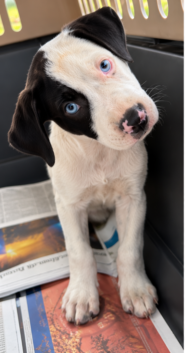 puppy_photo_1.png