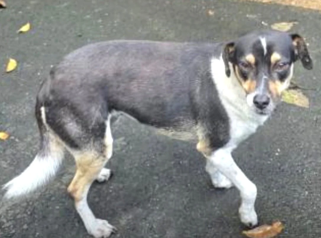 Alaska - Female - 1 Year - Chihuahua Mix