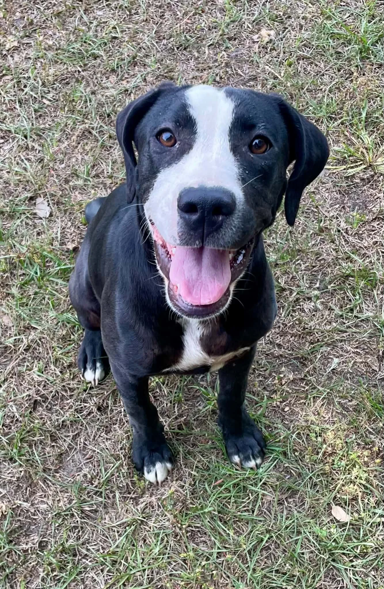 Zoey - Female - 6 Months - Lab Mix