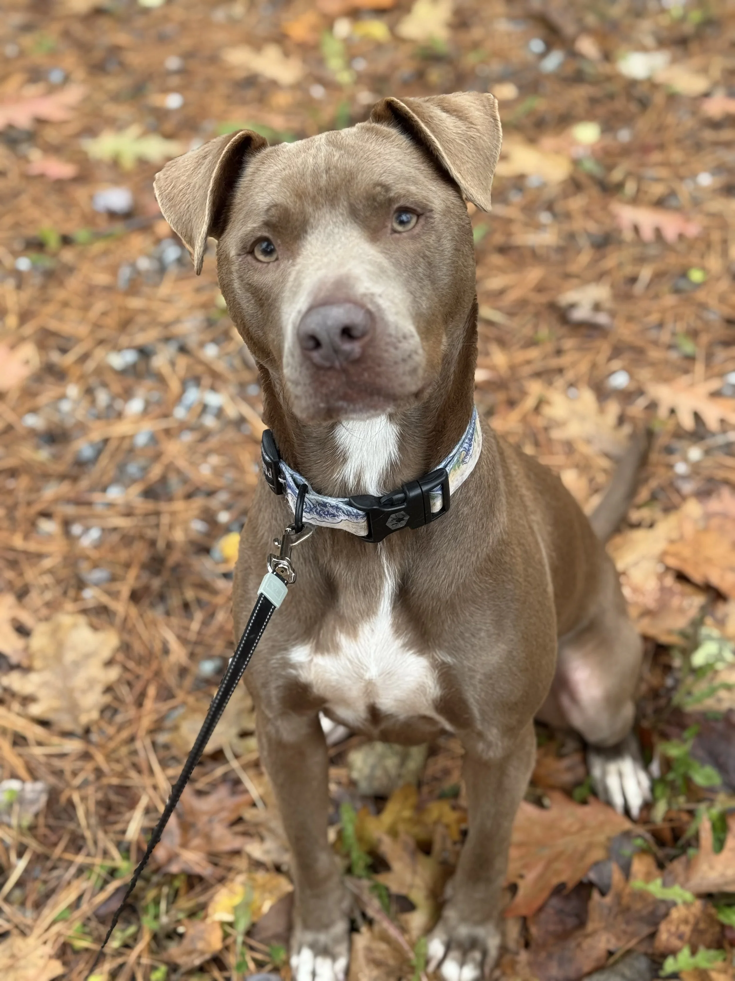 Walter - Male - 3 Years - Weimeraner/Pit Mix
