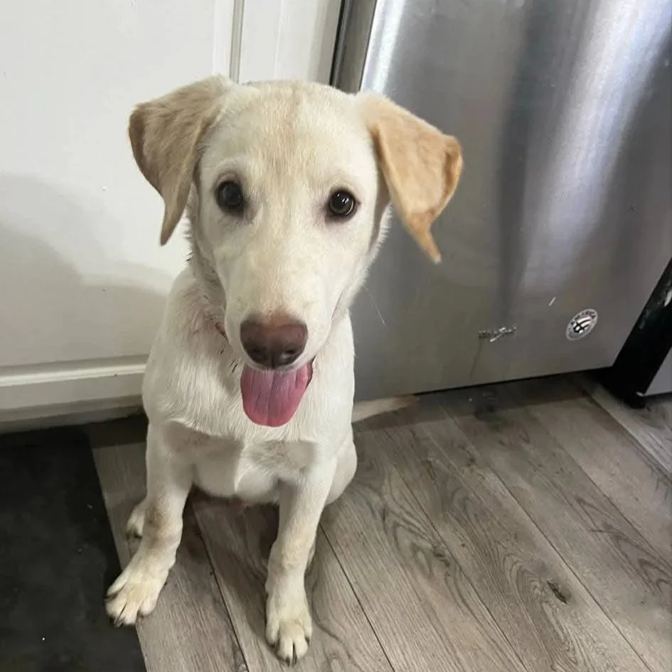 Oakley - Male - 3.5 Years - Lab Mix