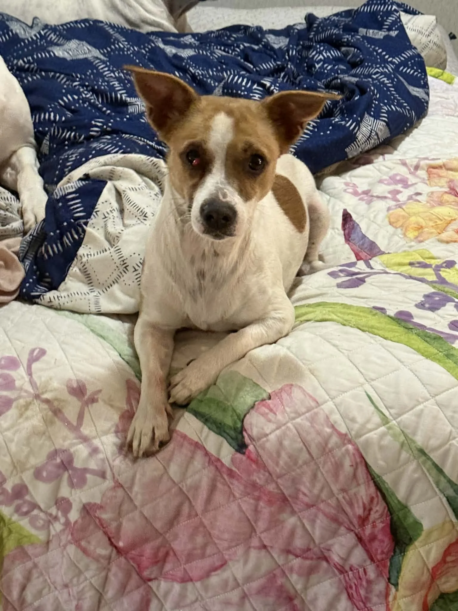 Birdie - Female - 1.5 Years Old - Chiweenie