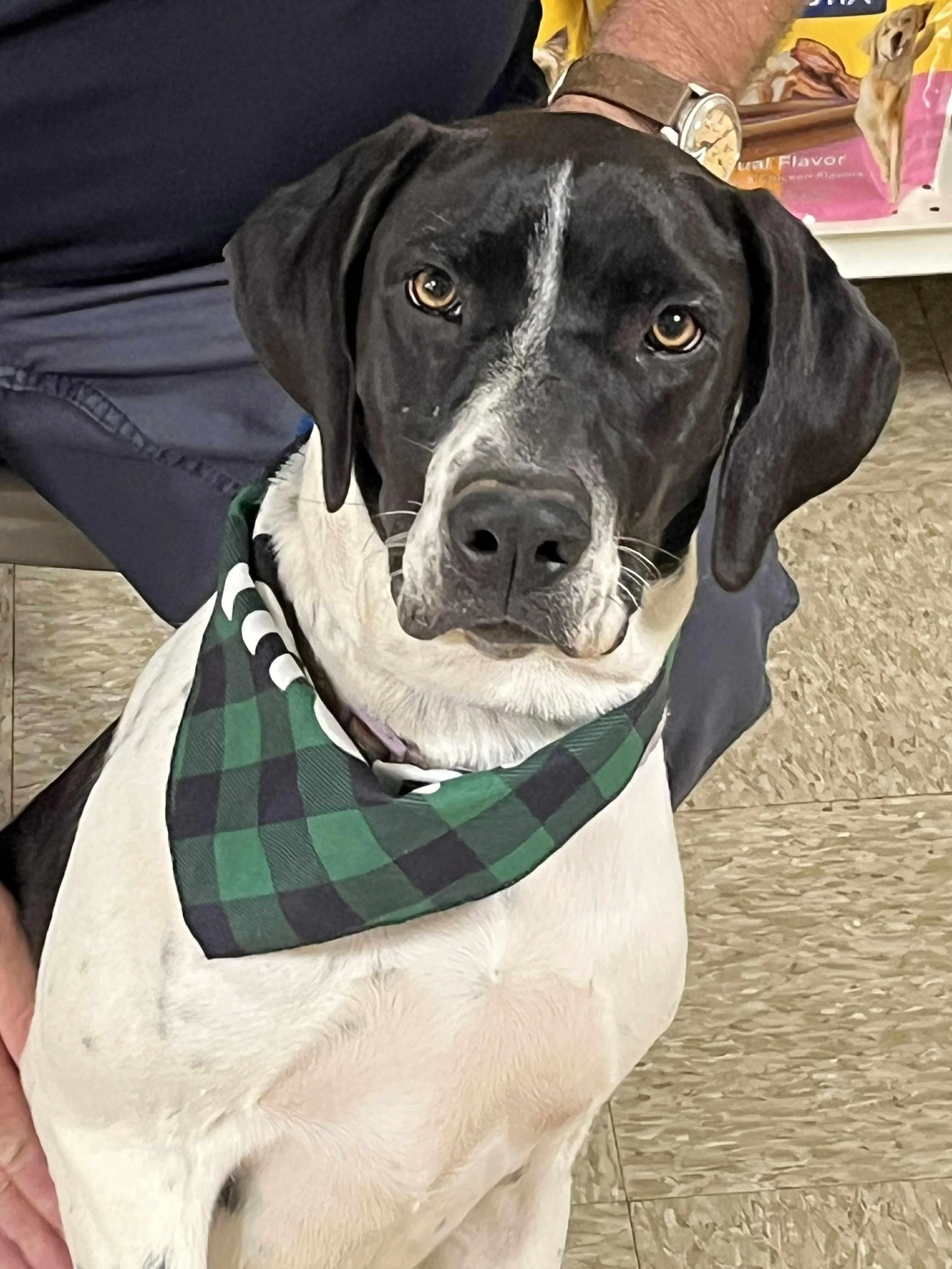 Mabel - Female - 1 Year - Pointer Mix