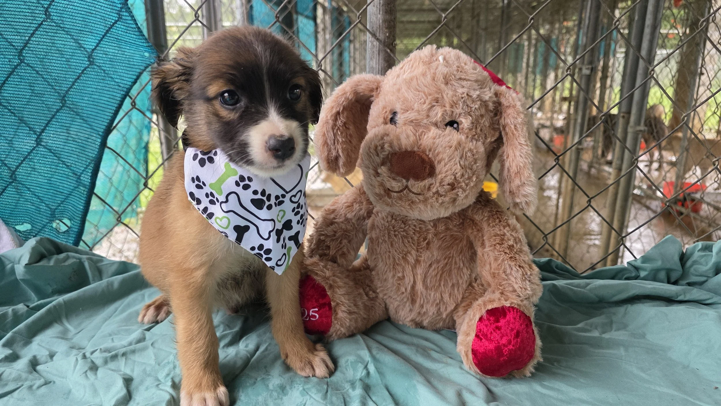 Marley - Male - 10 Weeks - Lab Mix
