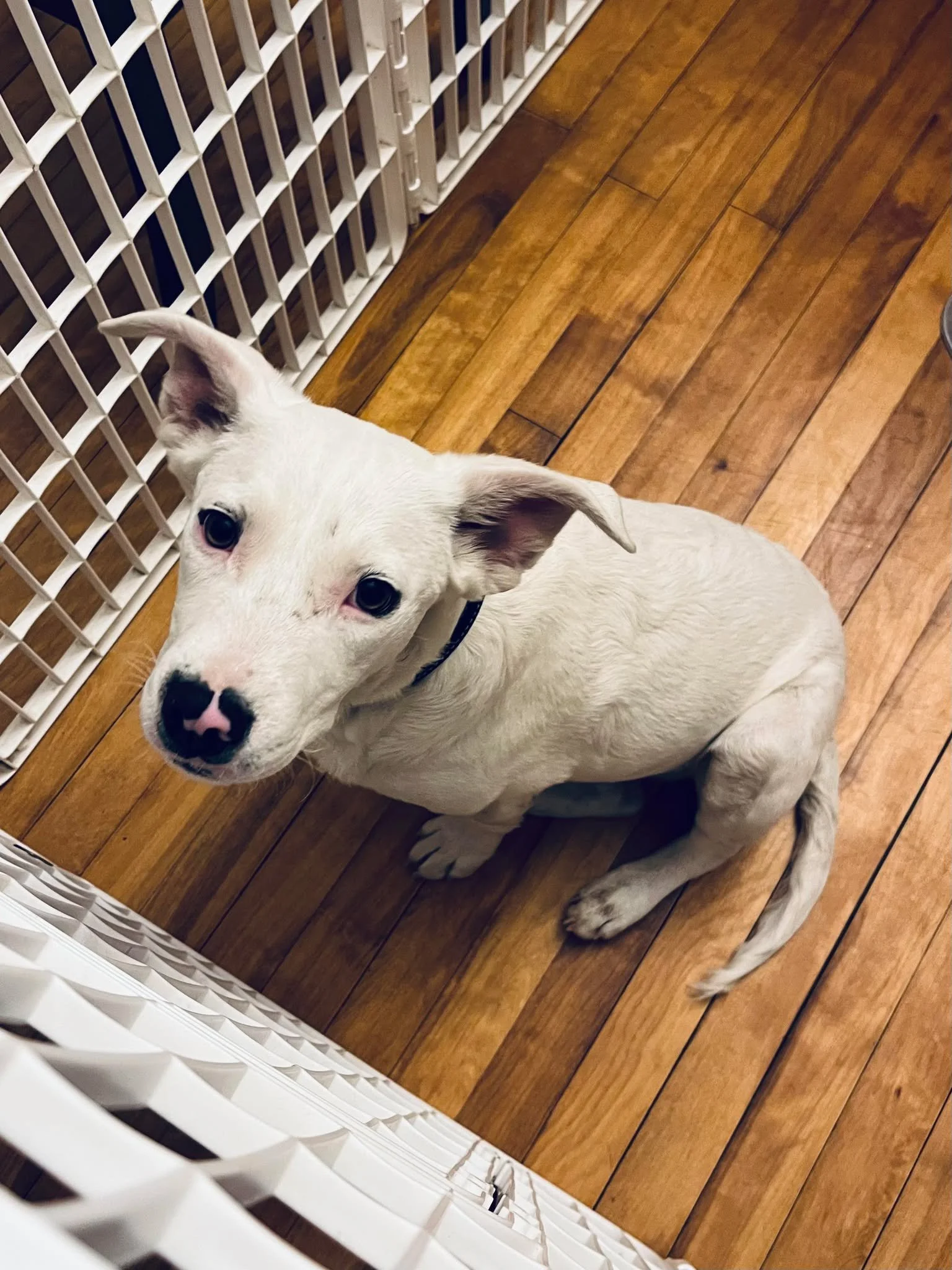 Bullwinkle - Male - 3 - 4 Months - American Bulldog Mix