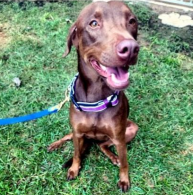 Kamala - Female - 2 Years - Chocolate Lab Mix
