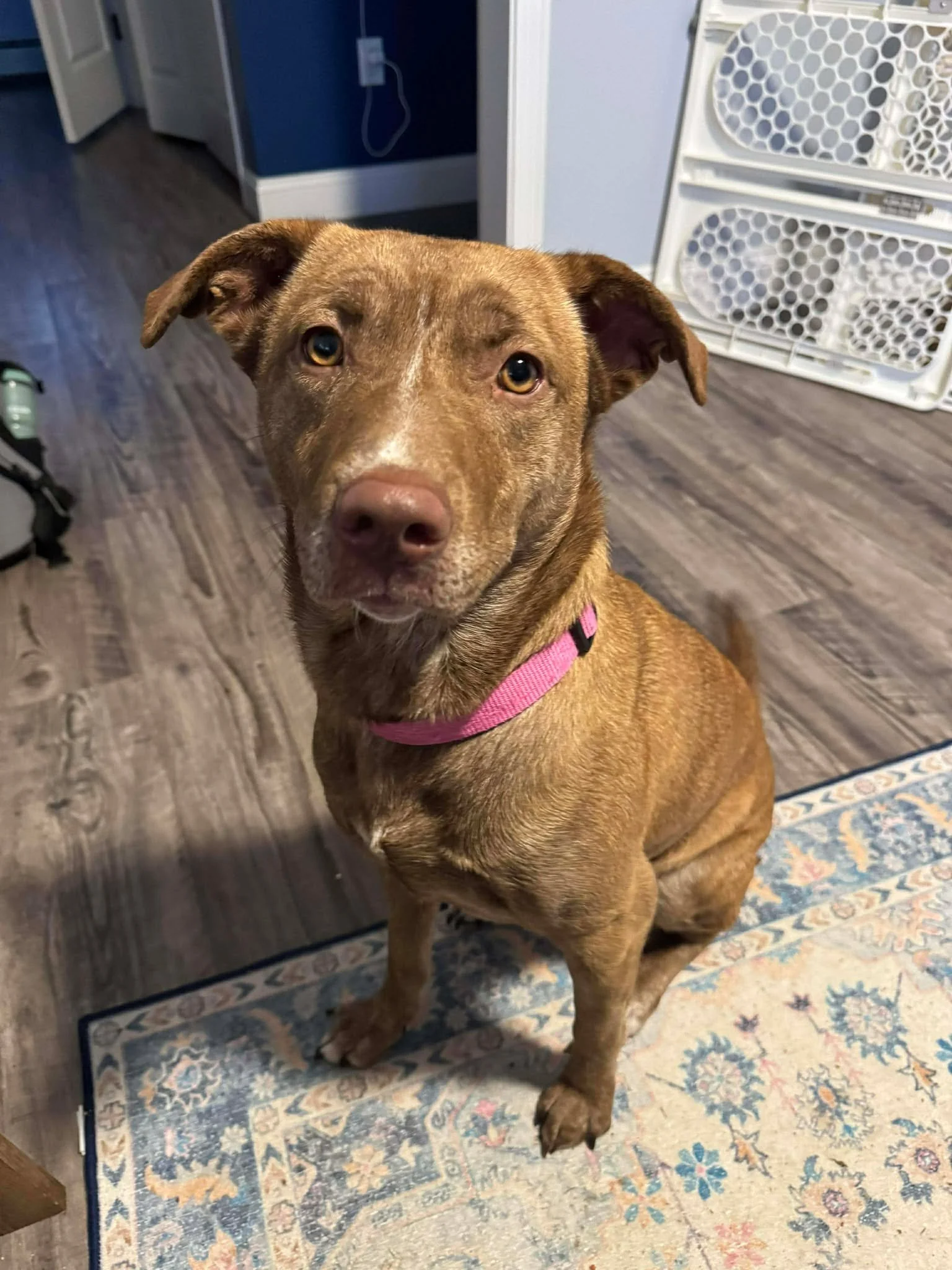 Valerie - Female - 2 Years - Lab/Bully Mix