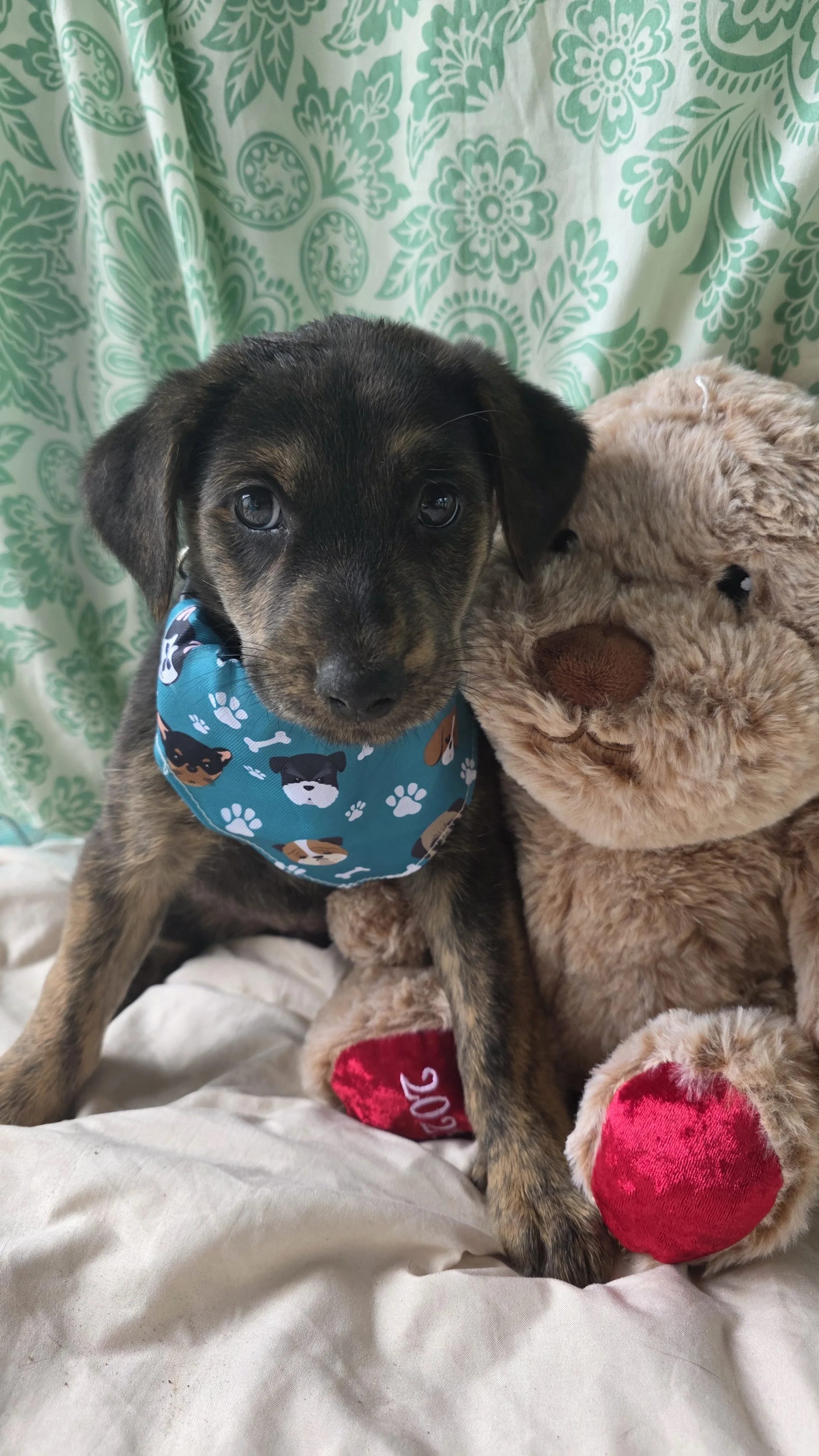 Indy - Female - 10 Weeks - Lab Mix