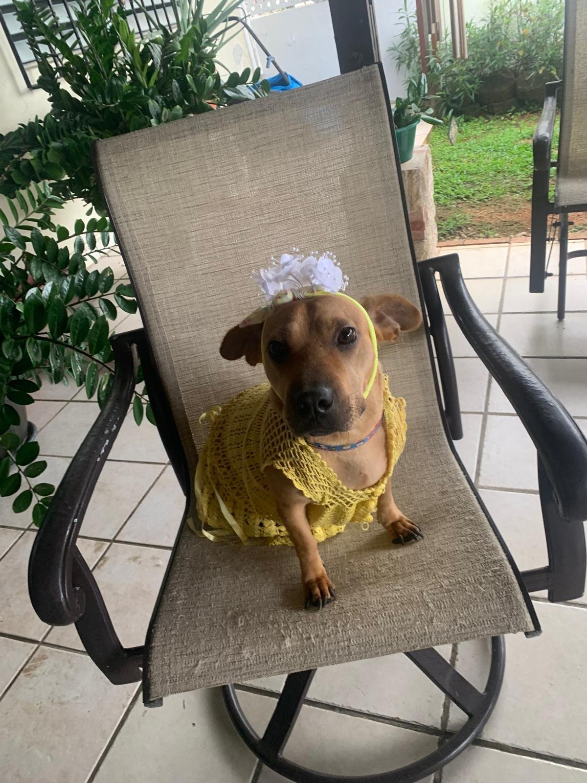 Francheska - Female - 1.5 Years - Shar-pei/Dachshund Mix