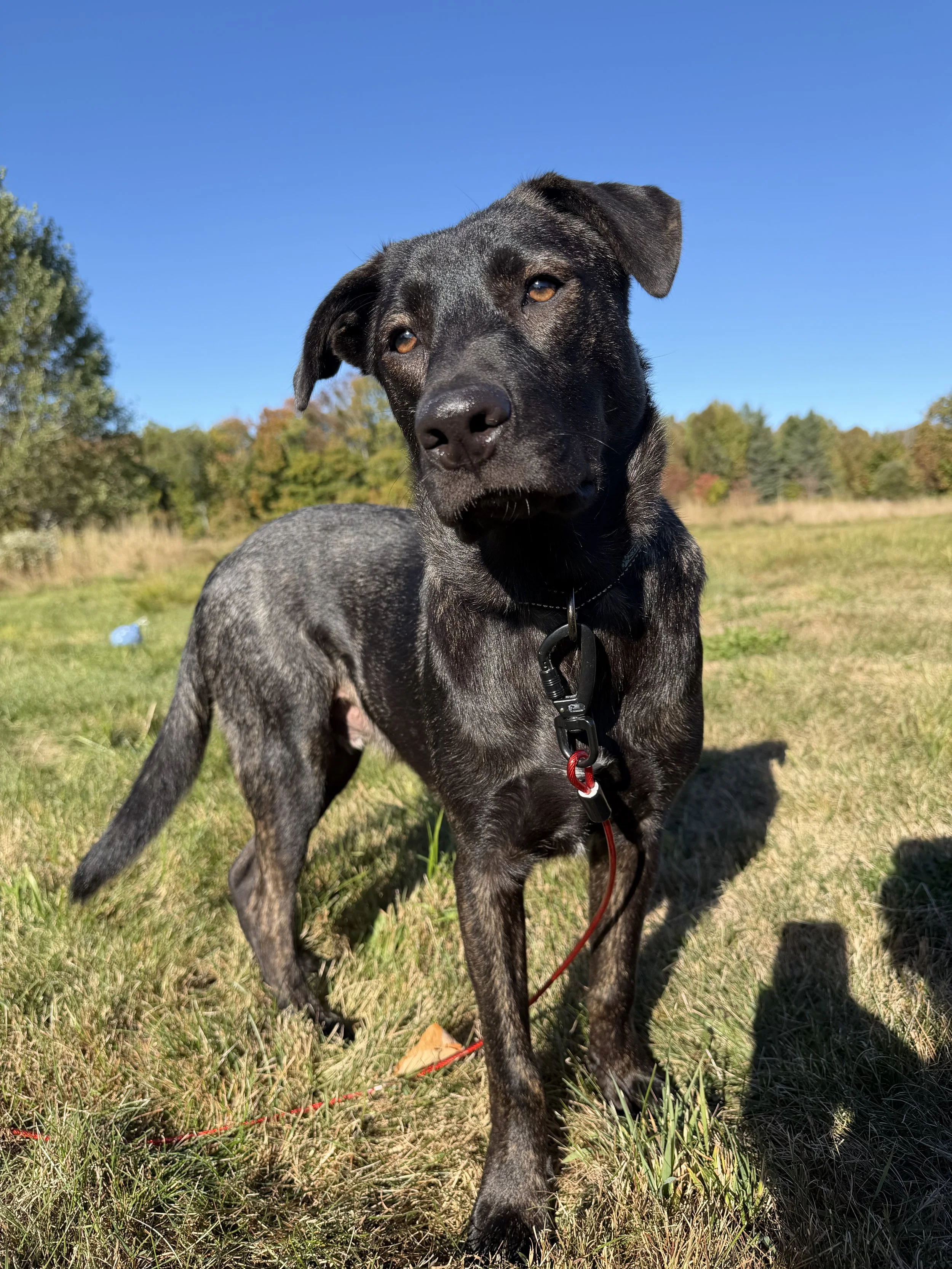 Moxie - Male - 8 Months - Shepherd Mix
