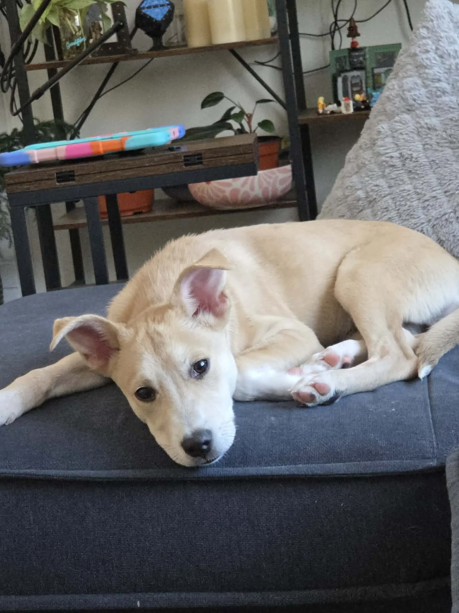 Lolo - Male - 5 Months - Lab Mix