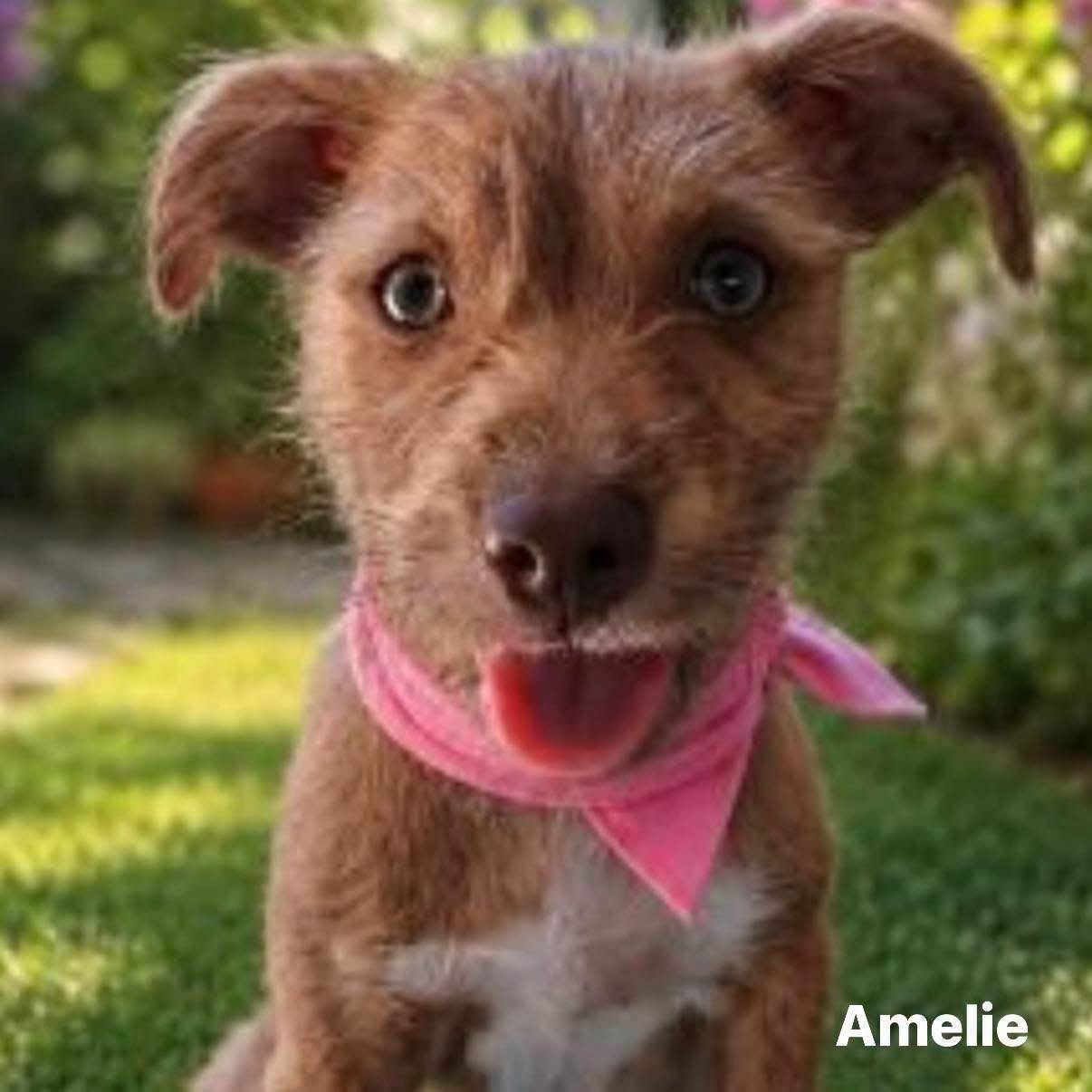 Amelie - Female - 4 Months - Terrier Mix