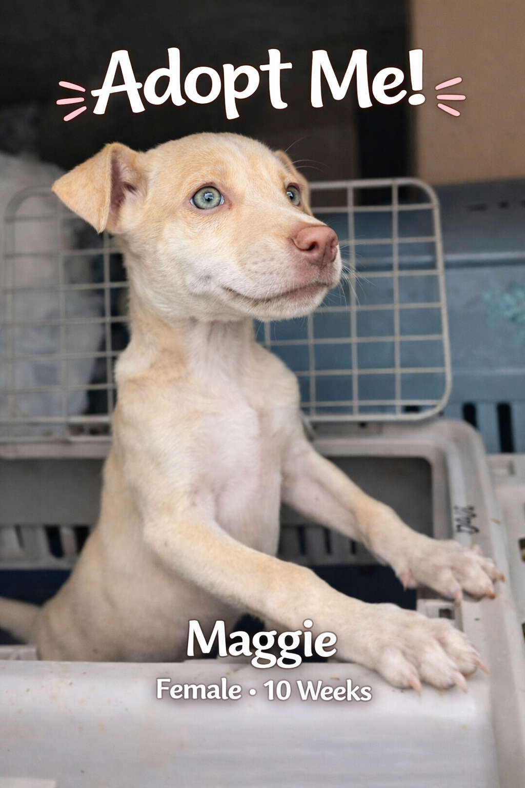 ChatGPT Image Apr 23, 2026, 03_14_03 PM.png