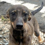 Miami - Female - 8 Months - Lab Mix