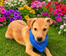 Scottie - Male - 5 Months - Lab Mix