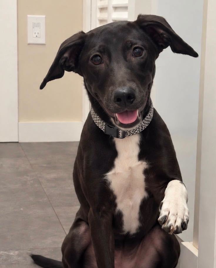Fairway - Female - 7 Months - Chihuahua Mix