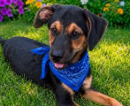 Rory - Male - 5 Months - Lab Mix