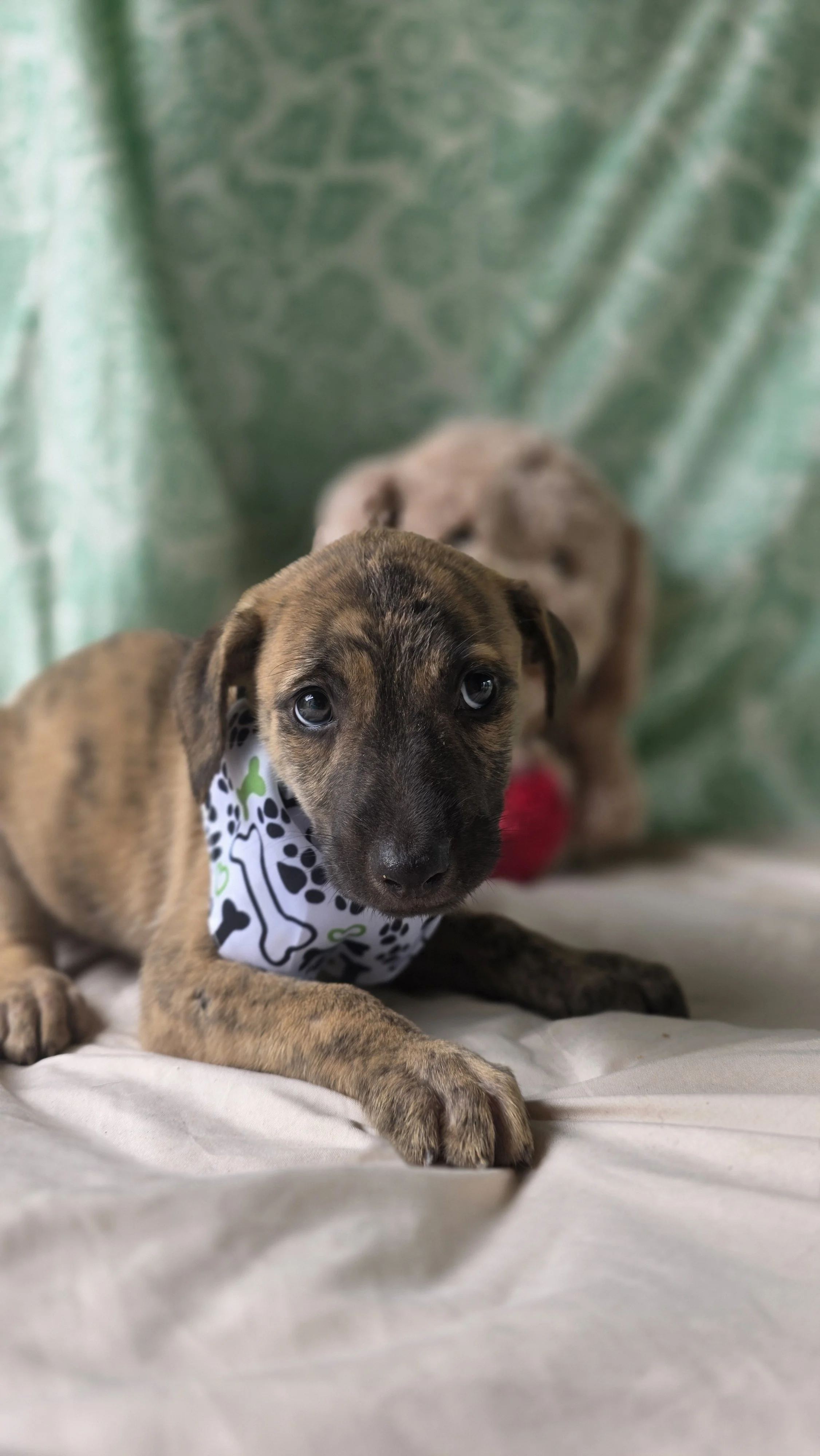 Blaze - Male - 10 Weeks - Lab Mix