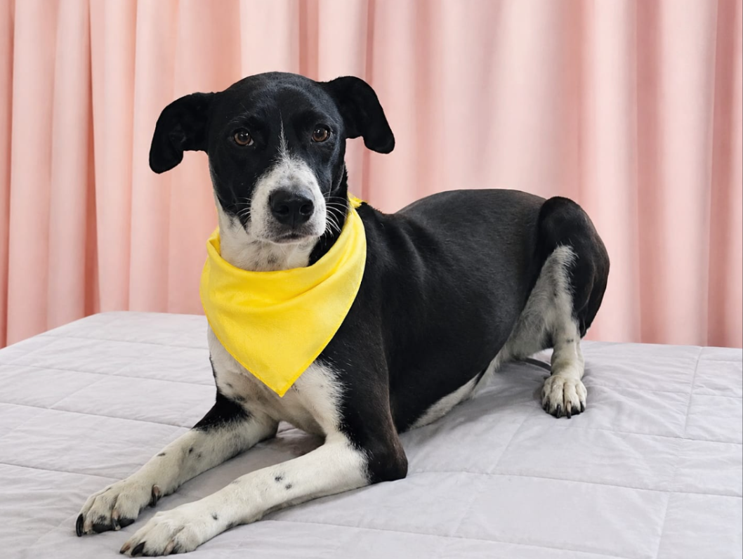 Ryder - Female - 2 Years - Lab Mix