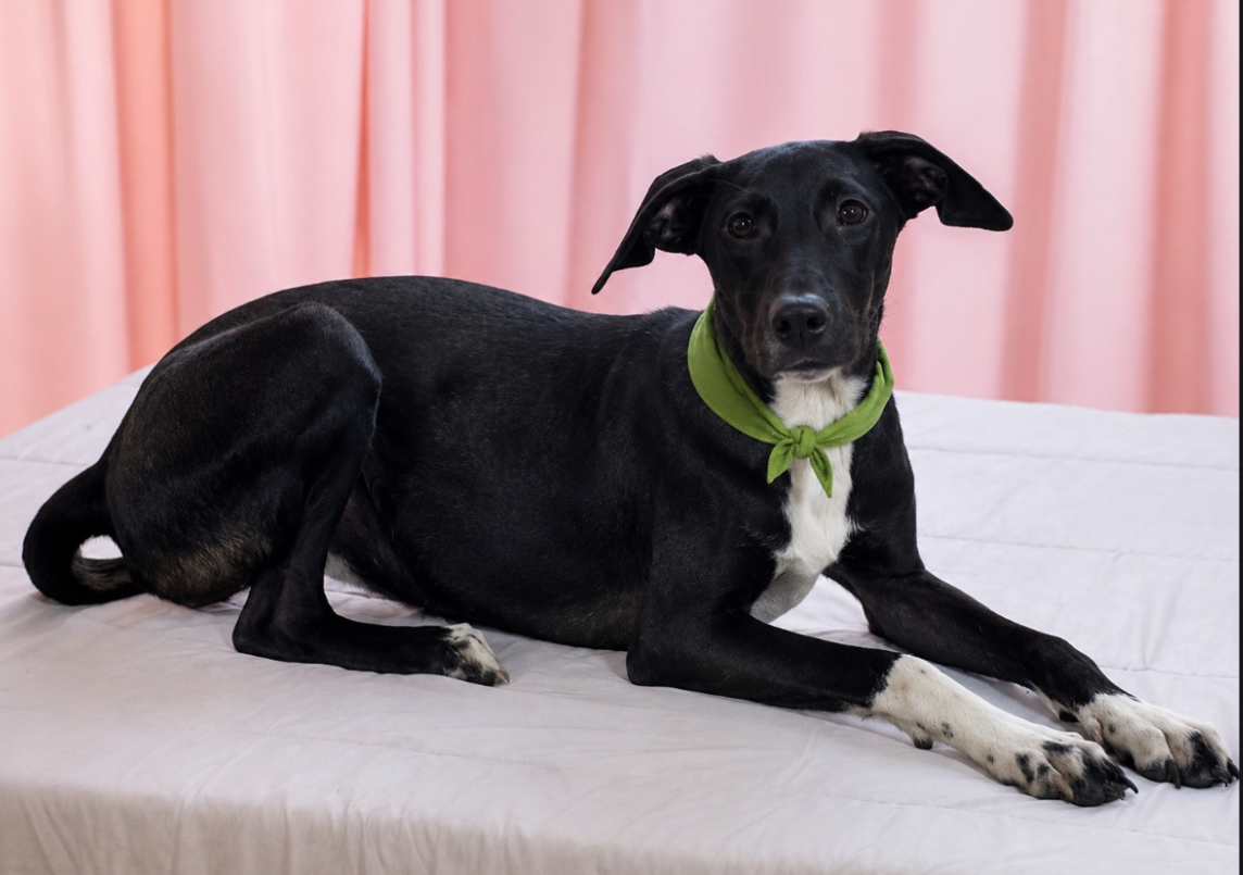 Fairway - Female - 7 Months - Lab Mix