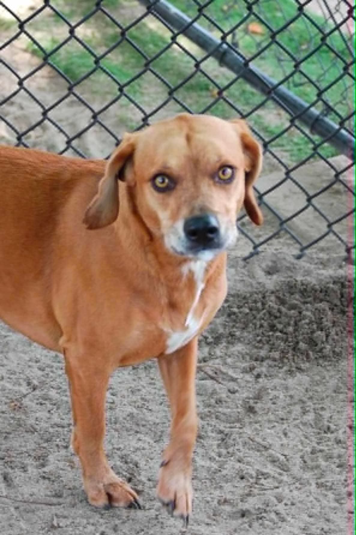 Rocky - Male - 6 Years - Beagle/Lab Mix