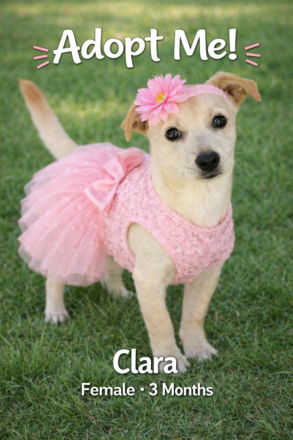 ChatGPT Image Apr 23, 2026, 03_08_08 PM.png